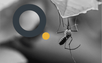 Tackling mosquito-borne illnesses through product & service innovation